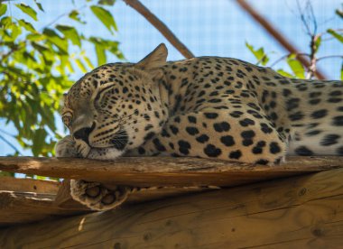 Doğa yaşam alanı ağacında yatan büyük Benekli kedi