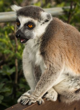 Doğal yaşam alanı içinde kırmızı lemur