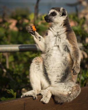 Lemur yeme havuç, Atina, Yunanistan