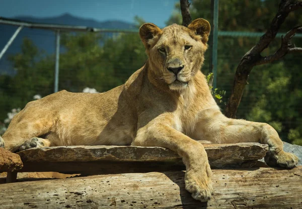 Retrato de close-up de uma leoa descansando em um log — Fotografia de Stock
