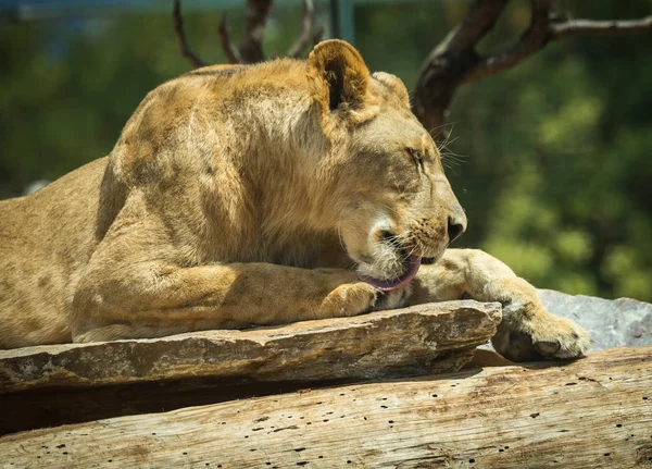 Retrato de close-up de uma leoa descansando em um log — Fotografia de Stock