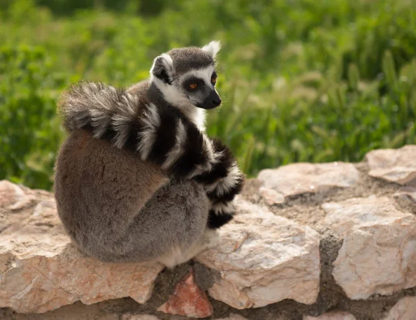 Doğal yaşam alanı içinde kırmızı lemur — Stok fotoğraf