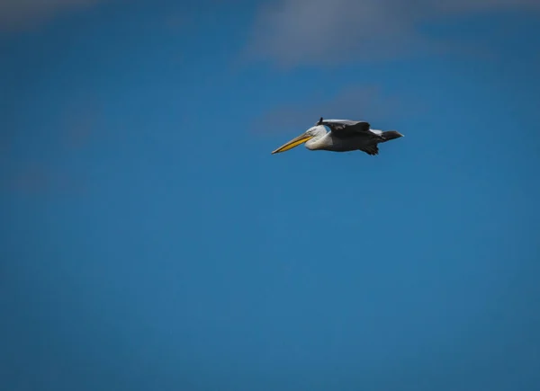 Dalmatian Pelican on Lake Prespa, Greece — Stock Photo, Image