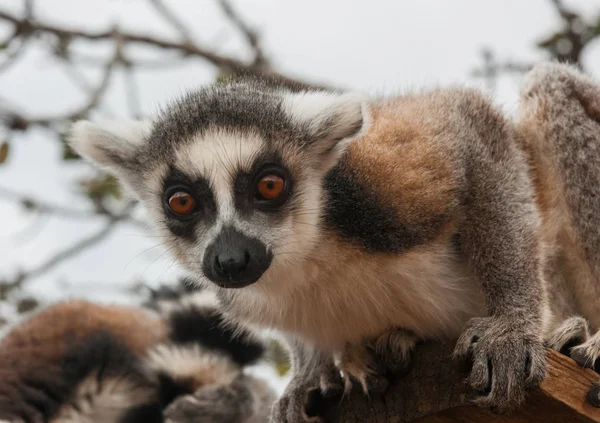 Red lemur  in natural habitat — Stock Photo, Image