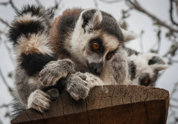 Lemure rosso nell'habitat naturale — Foto Stock