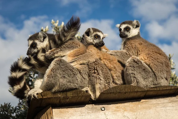 Companhia de lémures sentados no telhado do mirante — Fotografia de Stock