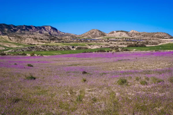 Campo de flores de primavera violeta em La Heradura, Espanha — Fotografia de Stock