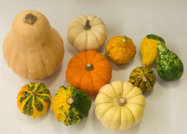 Dekoratif renkli mini kabaklar