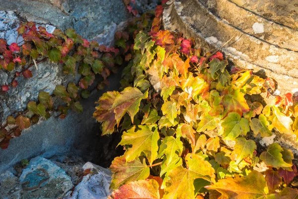 Folhas de outono, uvas femininas, Grécia — Fotografia de Stock