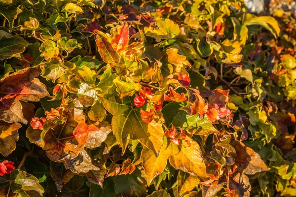 Feuilles d'automne, raisins blancs, Grèce — Photo