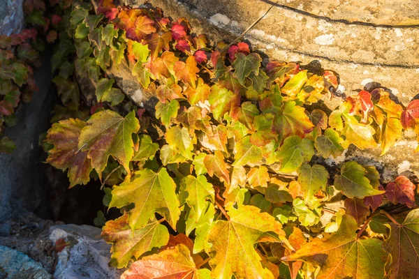 Folhas de outono, uvas femininas, Grécia — Fotografia de Stock