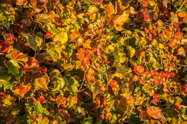 Herfstbladeren, meisjesachtig druiven, Griekenland — Stockfoto