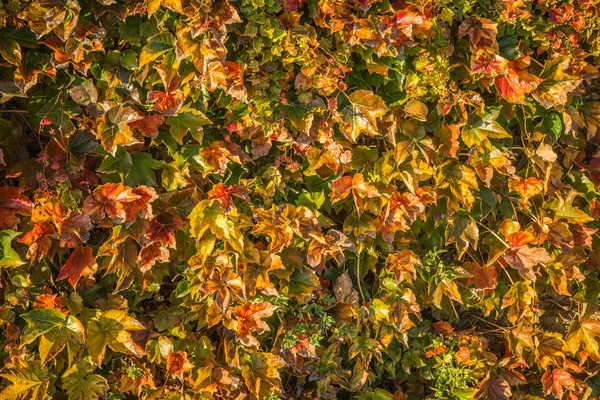 Folhas de outono, uvas femininas, Grécia — Fotografia de Stock