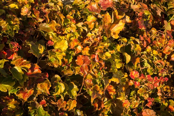 Folhas de outono, uvas femininas, Grécia — Fotografia de Stock