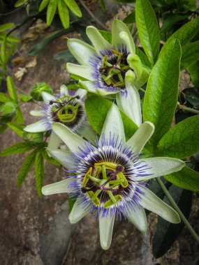 Güzel ve nadir çiçek, İspanya