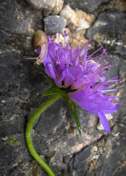 Beautiful purple flower and a small snail on it, Spain — Stock Photo, Image