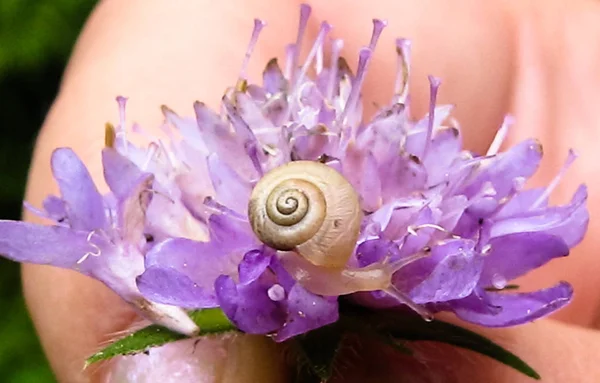 Фиолетовый цветок и небольшой кусочек на нем, Испания — стоковое фото