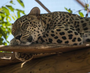 Doğa yaşam alanı ağacında yatan büyük Benekli kedi