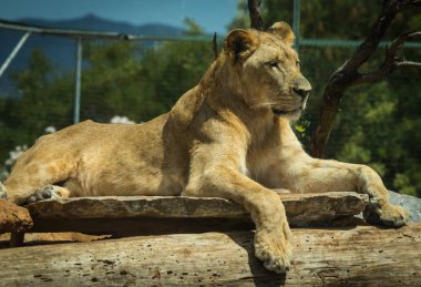 Yakın çekim portre bir oturum dinlenme bir dişi aslan