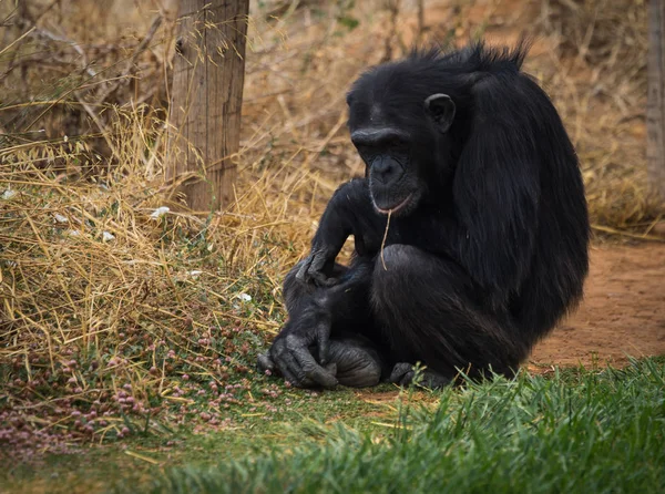 Grote zwarte chimpansee zit op een weide — Stockfoto