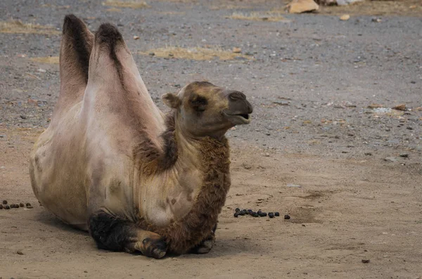 Retrato de un gran camello rojo de dos jorobas — Foto de Stock