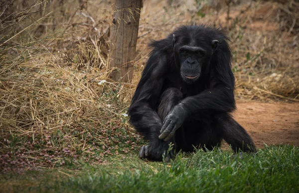 Grande chimpanzé preto sentado em um prado — Fotografia de Stock