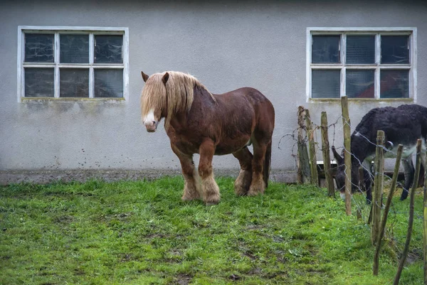 Cavallo Shaggy e asino grigio su prato verde vicino a casa — Foto Stock