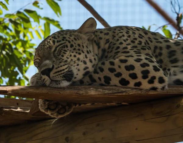 Grote gevlekte kat liggend op de boom in natuur habitat — Stockfoto