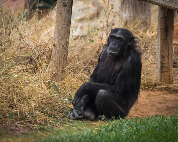 Grote zwarte chimpansee zit op een weide — Stockfoto