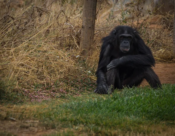 坐在草地上的大黑黑猩猩 — 图库照片