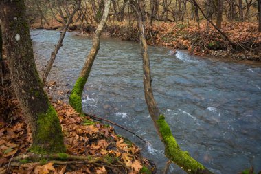 Doğal dağ nehir ve watergfalls, P ile sonbahar manzarası