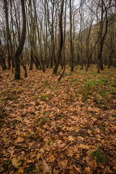 Paisagem de outono com tapete de folhas amarelas entre as árvores — Fotografia de Stock