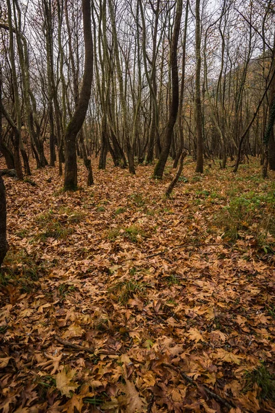 Paisagem de outono com tapete de folhas amarelas entre as árvores — Fotografia de Stock