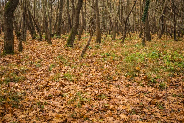 Paisagem de outono com tapete de folhas amarelas entre as árvores — Fotografia de Stock