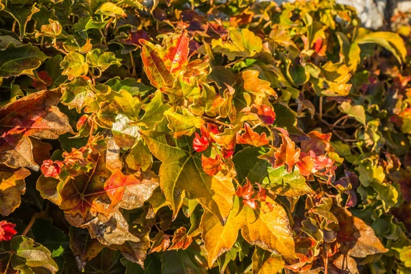Herfstbladeren, meisjesachtig druiven, Griekenland — Stockfoto