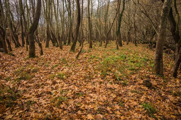 Paisagem de outono com tapete de folhas amarelas entre as árvores — Fotografia de Stock