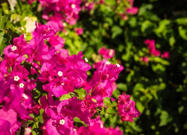 Pink and purple blooming bougainvillea in Greece clipart