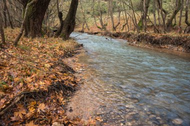Doğal dağ nehir ve watergfalls, P ile sonbahar manzarası