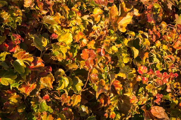 Hösten lämnar, tjejiga druvor, Grekland — Stockfoto