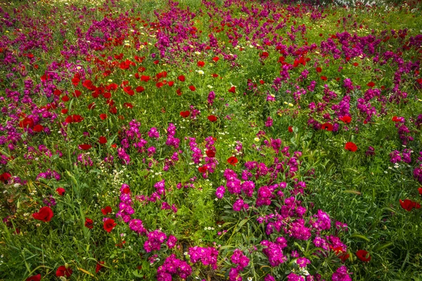 希尼亚斯，希腊姹紫嫣红的春天盛开的领域 — 图库照片
