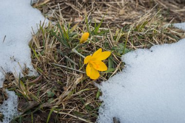 Taze sarı çiğdem karda erime, Yunanistan