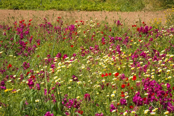 Campo de flores coloridas da primavera em Schinias, Grecia — Fotografia de Stock