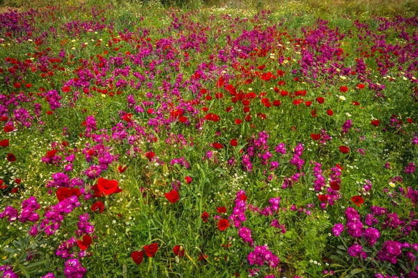 Gebied van kleurrijke Lentebloemen in Schinias, Griekenland — Stockfoto