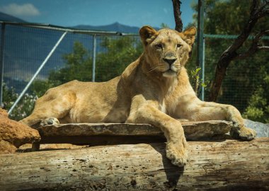 Yakın çekim portre bir oturum dinlenme bir dişi aslan