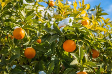 Portakal kar - Atina karda - nadir ve eşsiz olay