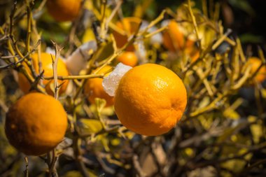 Portakal kar - Atina karda - nadir ve eşsiz olay