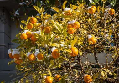 Portakal kar - Atina karda - nadir ve eşsiz olay