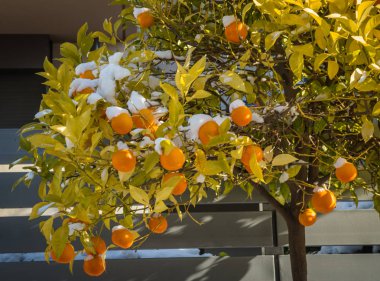 Portakal kar - Atina karda - nadir ve eşsiz olay