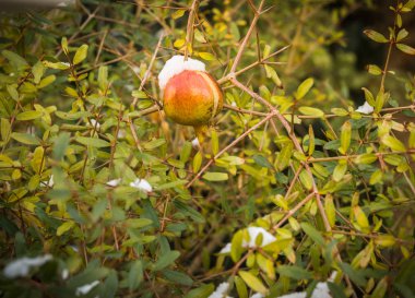Nar kar - Atina karda - nadir ve eşsiz olay