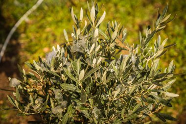 Kar - Atina karda - nadir ve eşsiz olay çalıların